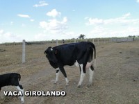 /album/vaca-girolando/vaca-girolando-7-jpg/
